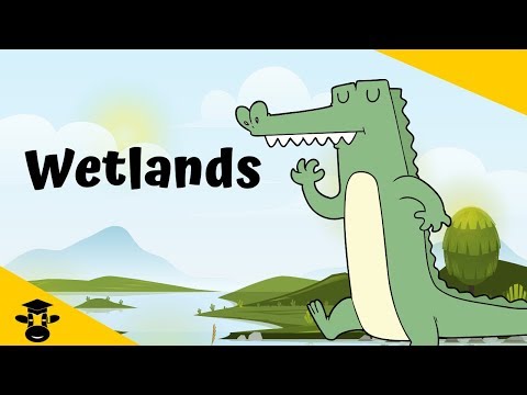 Which of the following is not a type of freshwater wetland A A Marsh b a swamp c a lake d a bog?