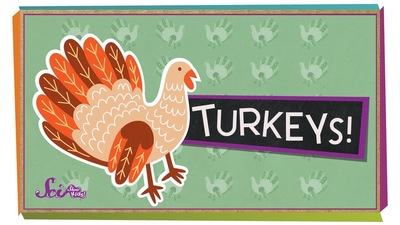 Fun Facts About Turkeys! | Fall Science | Holiday Science | SciShow ...