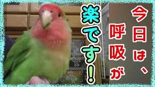 もて遊ばれるコザクラインコ【べた馴れインコ】lovebird with visible nostrils.