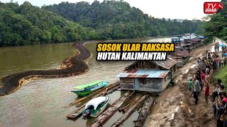 Residents Shocked! Giant Snake 60 Meters Long Seen Again in Kalimantan Forest River