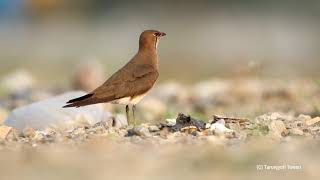 Oriental Pratincole