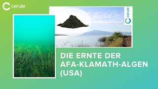 Die Ernte der AFA-Klamath-Algen (USA) (DE)