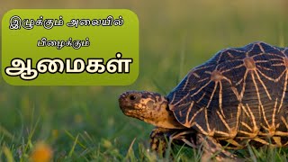 கடல் ஆமைகள் அதிகம் உருவாகும் இடம் | Where turtles thrive | cute turtles.....