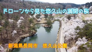 ドローンから見る長岡市悠久山の満開の桜