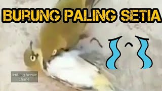 Burung paling setia | melebihi merpati