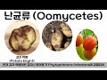 물곰팡이는 사실 곰팡이가 아니다 난균류 oomycetes