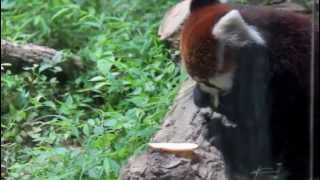 リンゴを食べるレッサーパンダ - 多摩動物公園 ~ Red Panda eating apples at Tama Zoological Park