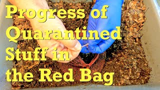 More tomato for 175-day ANC worm bin to spur action in red web bag - vermicompost