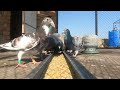 Pigeon Feed | Feeding Time | Pigeons During Eating Grains or Feed | In a Waleed Loft