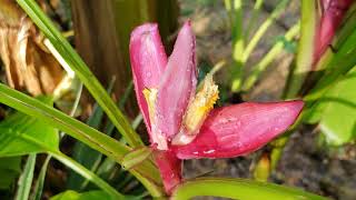 Musa Velutina update