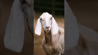 Which animals are allowed to sacrifice on Eid ul adha | cattle 2023