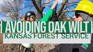 Prune oaks in the dormant season to avoid oak wilt.