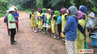 Asisten Wanita Perkebunan Kelapa Sawit.