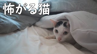 ダイソンの掃除機が大嫌いな猫チロちゃん