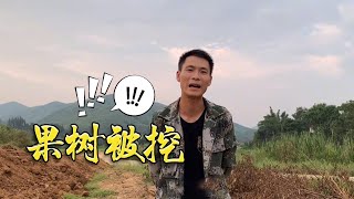 一条管道经过这里，把阿欢家的果地挖了一半，自己还说挖的好【乡情阿欢】