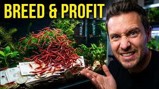 Shrimp Breeding Basics: 5 Essentials That ACTUALLY Work!