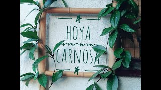 Hoya Carnosa first flowering