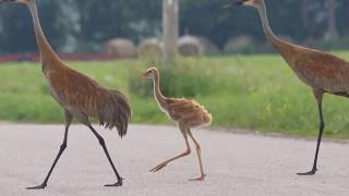 2014 Watershed Awards - Bird Studies Canada