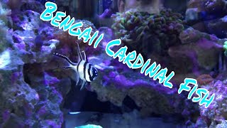 Bangaii Cardinalfish Care Guide