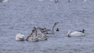 Swan Lake Svetloe - Altai