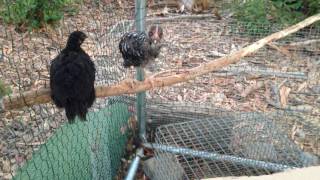 Quentz Bilingual Academy: Camp Chicks Using Roosting Bar