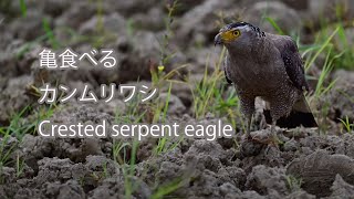 【亀食べる】カンムリワシ Crested serpent eagle