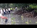 mangrove tree planting in kamport province of cambodia funny video របៀបដាំដើមកោងកាង