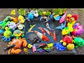 Ornamental Fish Fishing in Ponds, Betta Fish, Lobsters, Frogs, Turtles, Ducks, Pop It