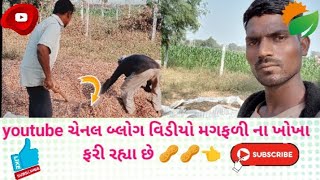 મગફળીના ખાલી ખોખા ભરી રહ્યા છે ગાયને ખવડાવવા માટે 🥜🥜👈