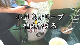 【小豆島のオリーブ】植え替えで美しい樹木を育てる！