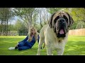 THE ENGLISH MASTIFF - THE WORLD’S HEAVIEST DOG