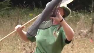 Record Silverspot Butterfly Release