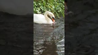 Savage Swan Devours Duckling || ViralHog