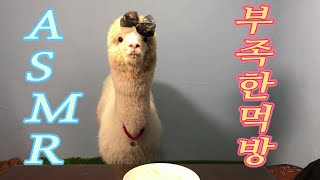 파카와 함께하는 먹방 / 꾹집사의 벌칙 / 알파카 ASMR / Mukbang