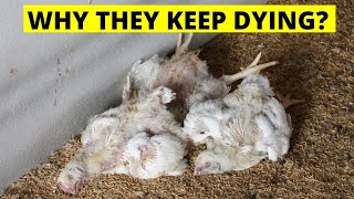 2 REASONS WHY YOUR BROILER CHICKENS KEEP DYING 😭 & REMEDIES TO SAVE THEM