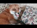 vasilisa the fox laughing