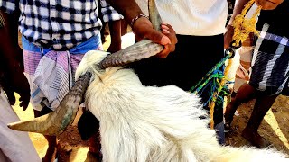 பக்ரீத் கிடாக்கள் // ஆட்டுச்சந்தை நிலவரம் // அருமையான கிடாக்கள் // முக்கூடல் ஆட்டுச்சந்தை