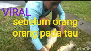 galatama ikan mas PIK jebol///#mancing  @mhmancing  @EKORMER4H #semuaorang