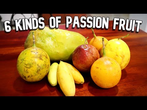What is the best variety of passion fruit?
