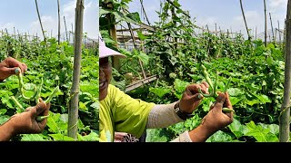 Aajako Hamro family work  fresh vegetable 🍆🥒🍆Tipne Ra market supply