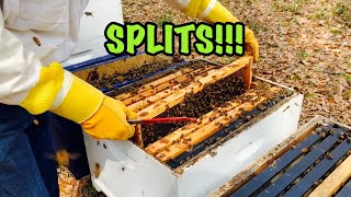 Different Ways of SPLITTING BEEHIVES in Preparation for Queen Cells