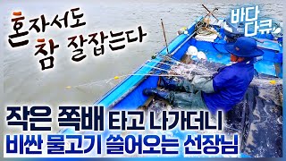 돈 벌려고 잡는 것도 아닌데 참 잘 잡는다 / 작은 쪽배 타고 유유히 바다로 나가더니 비싼 놈만 왕창 잡아오는 선장님 / #바다다큐