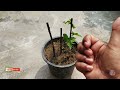 grow rangoon creeper from cutting with update madhumalti ko cutting se ugaye