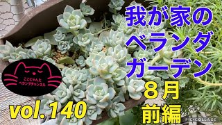 【多肉植物】【ベランダ多肉】【我が家のベランダガーデン】【月１全体動画】【８月前編】ここにゃんたベランダチャンネルvol.140