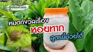 รู้แล้วหอยทากกลัวอะไร ! วิธีกำจัดหอยทาก ให้สิ้นซาก เกลี้ยงสวน  100% #เกษตรอินทรีย์ #แม่อ้อยทำสวน