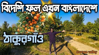 দার্জিলিং এর কমলা বাগান এখন বাংলাদেশে | Orange valley pirganj,Thakurgaon | Orange Garden darjeeling