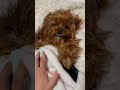 She’s pathetic.. #cute #funny #cavapoo #doglover #dogvideo