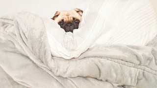 大晦日は年越し前に眠ってしまうタイプです。Pugs on New Year's Eve sleep before the New Year.