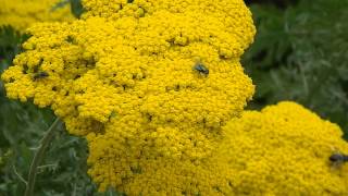 Achillea filipendulina 'Gold Plate'