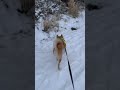 deep freeze weather out shibabobliu dog pets snow doglife doggo corgi germanshepherd